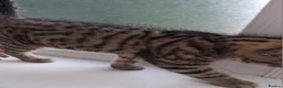 British Shorthair cats for sale: 4 Little Spotty Tigers  - Advert 6