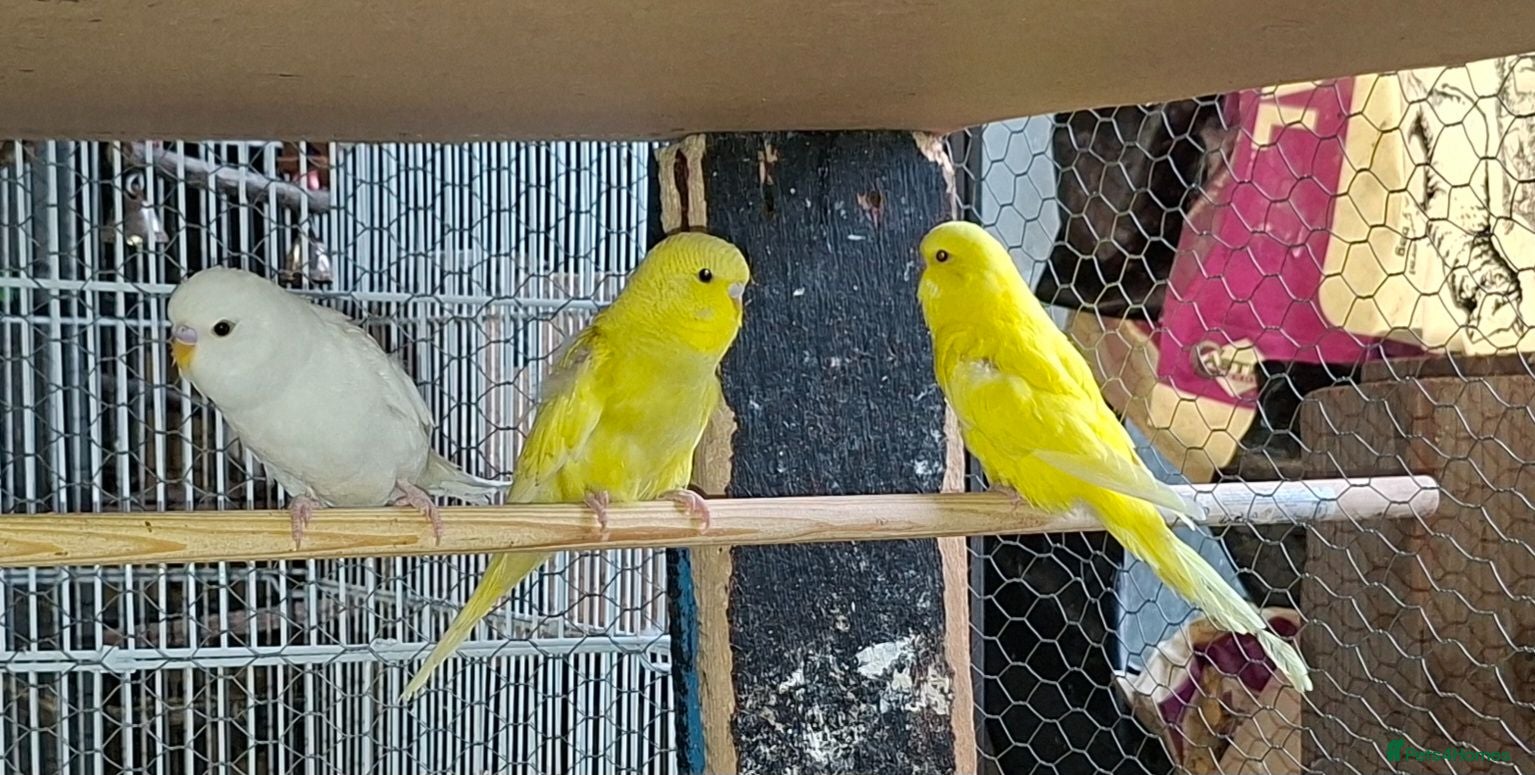 Budgerigars birds Baby budgies for sale  - Advert 3