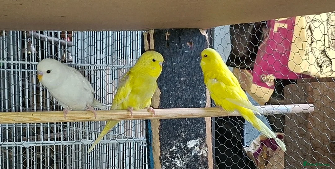 Budgerigars birds for sale: Baby budgies for sale  - Advert 1