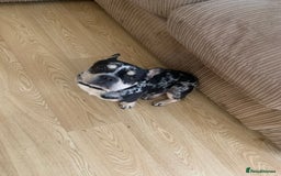 French Bulldog dogs for sale: Male French bulldog - Image 3