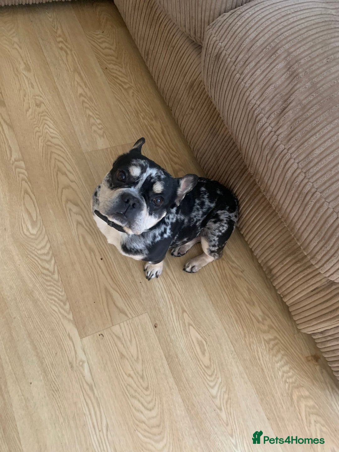 French Bulldog dogs for sale: Male French bulldog - Image 3