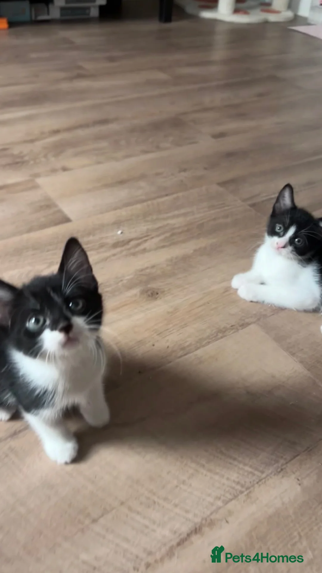 Mixed Breed cats for sale: Beautiful kittens looking for forever home  in Southampton - Advert 8
