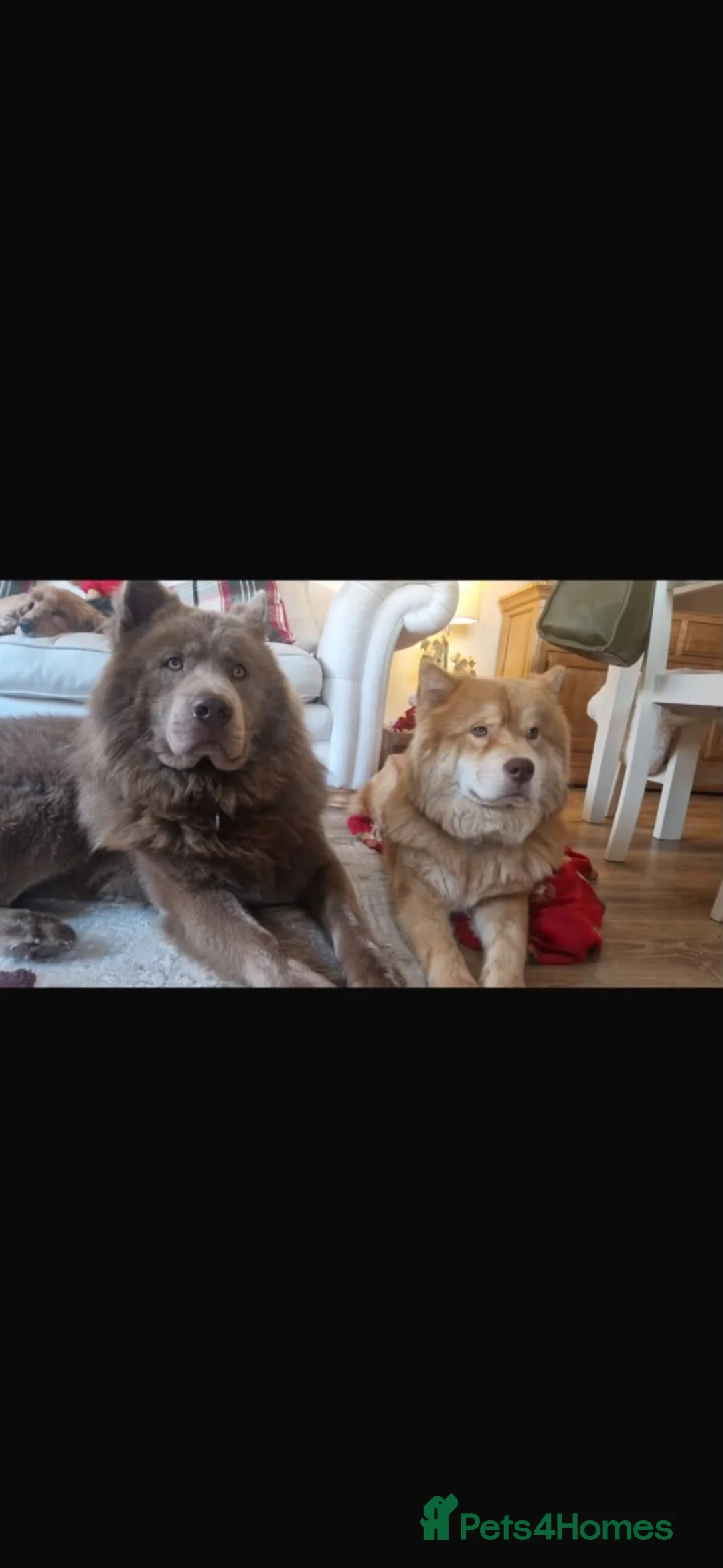 Mixed Breed dogs for sale: HONEY 2 YEARS OLD, BEAUTIFUL AND FRIENDLY. in Warrington - Advert 2