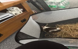 Guinea Pig rodents for sale: Guinea pig  - Image 2