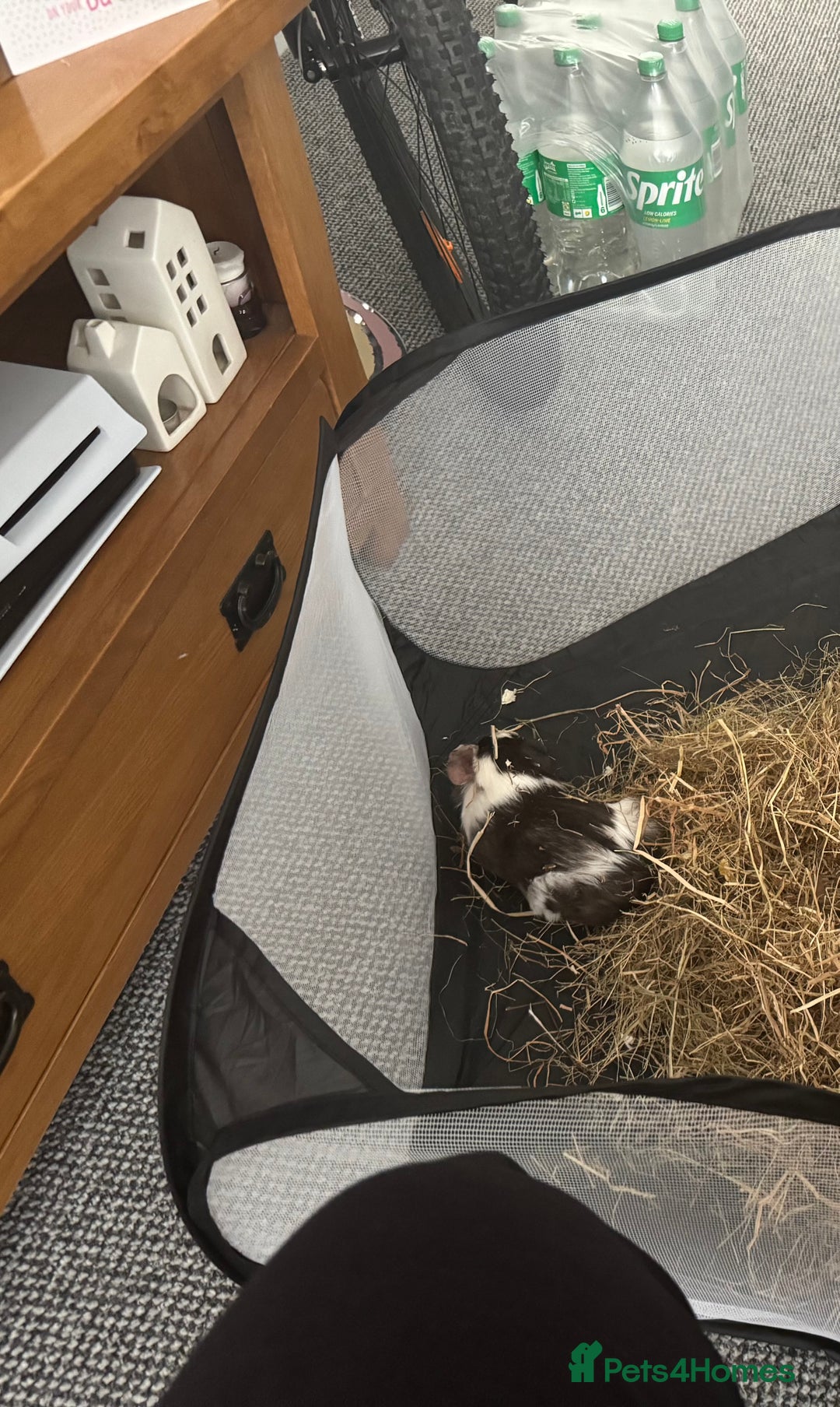 Guinea Pig rodents for sale: Guinea pig  - Image 2