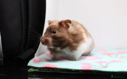 Hamster rodents for sale: Now reserved  - Image 3
