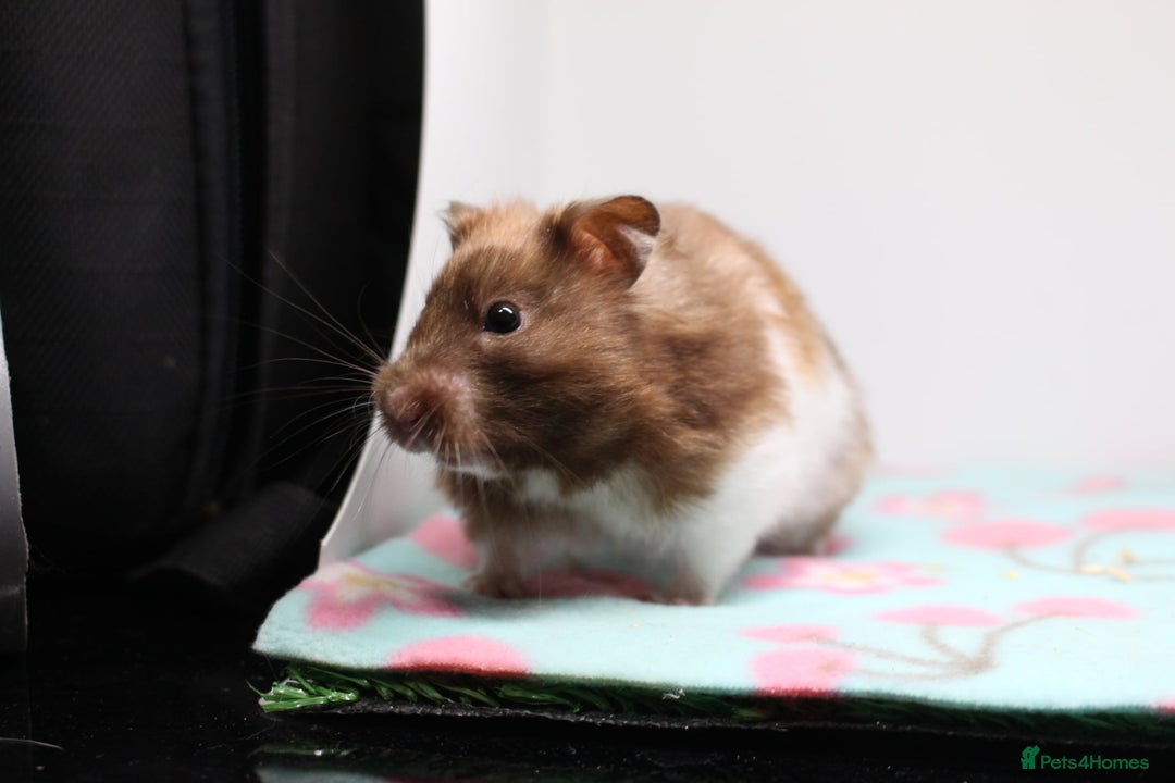Hamster rodents for sale: Now reserved  - Image 3