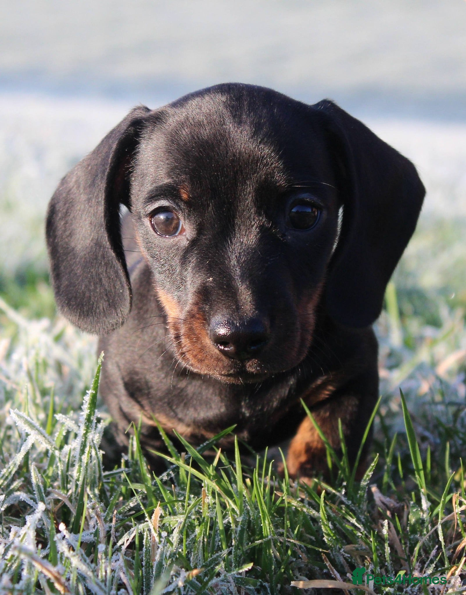 Miniature Dachshund dogs Stunning Miniature Dachshund Puppies - Advert 10