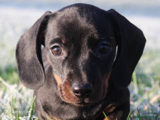 Miniature Dachshund dogs Stunning Miniature Dachshund Puppies - Advert 10