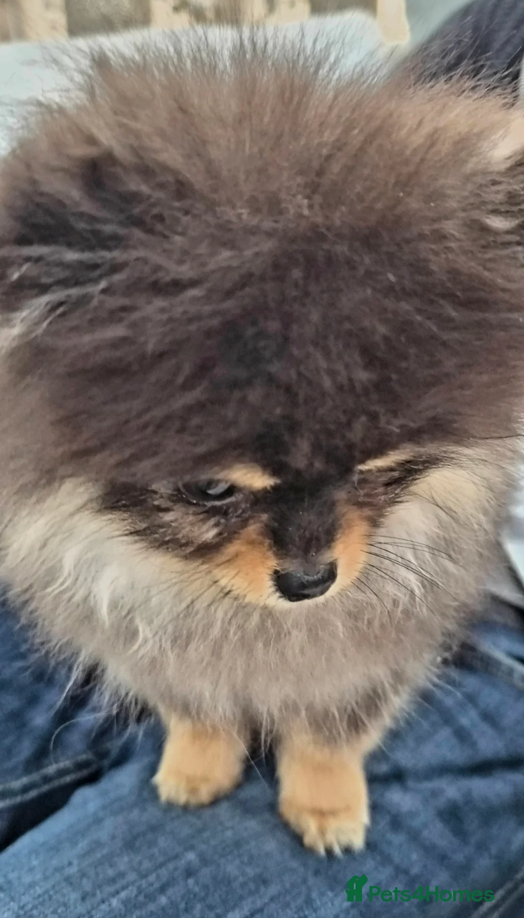 Pomeranian dogs for sale: Tiny beautiful quality Pomeranian ✨️  in Stoke-on-Trent - Advert 2