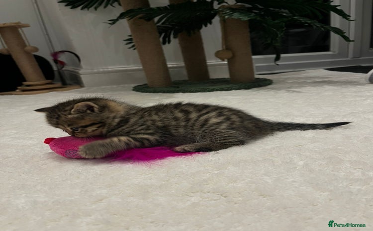 British Shorthair cats - Advert 4