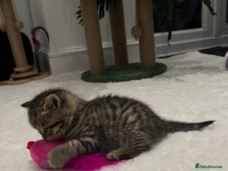 British Shorthair cats - Advert 13