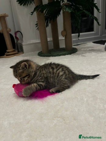 British Shorthair cats - Advert 4