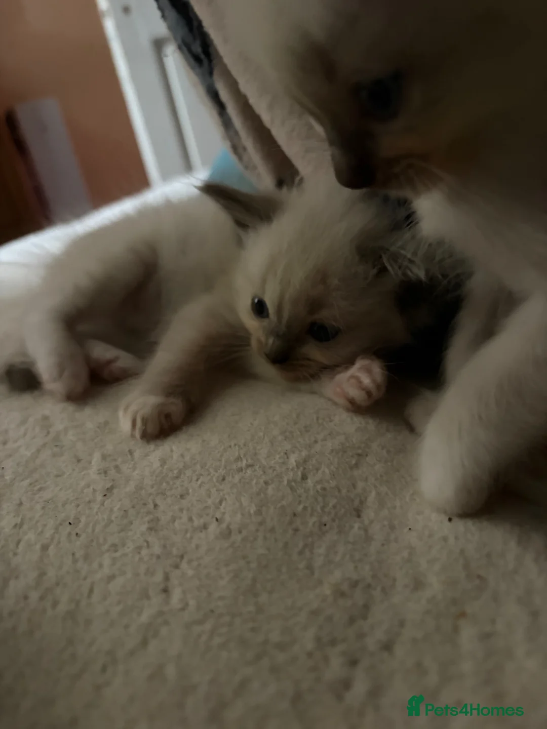 Ragdoll cats for sale: Pedigree ragdoll kittens ready now - Advert 27