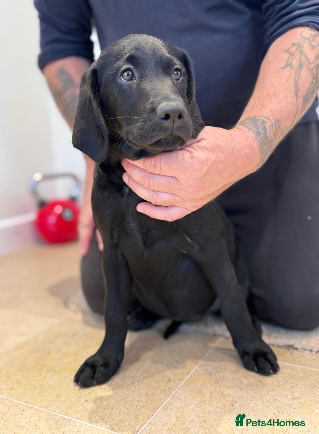 Labrador Retriever dogs for sale: 🩷Two Girls🩷 Fully Vaccinated-KC Labrador Puppies in Launceston - Image 5