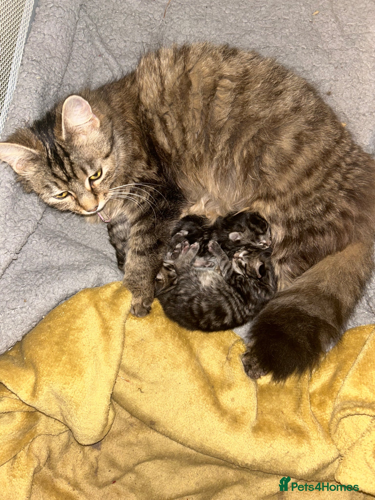 British Longhair cats for sale: Luna’s beautiful British longhair kittens 🐾🥰 in Bury Saint Edmunds - Advert 8