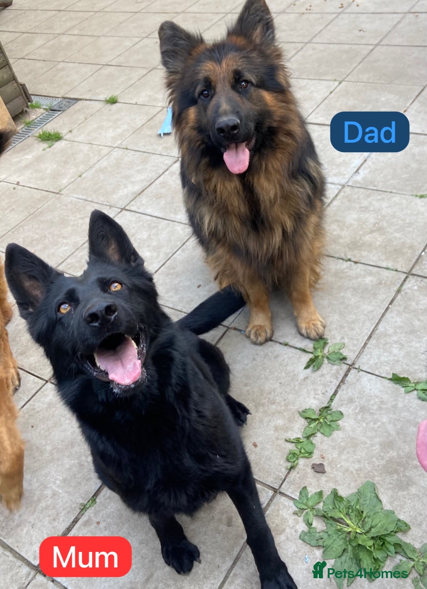German Shepherd dogs German Shepherd Puppies KC registered Pedigree - Advert 18
