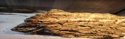 Bearded Dragon reptiles for sale: Baby Bearded Dragons - Advert 2