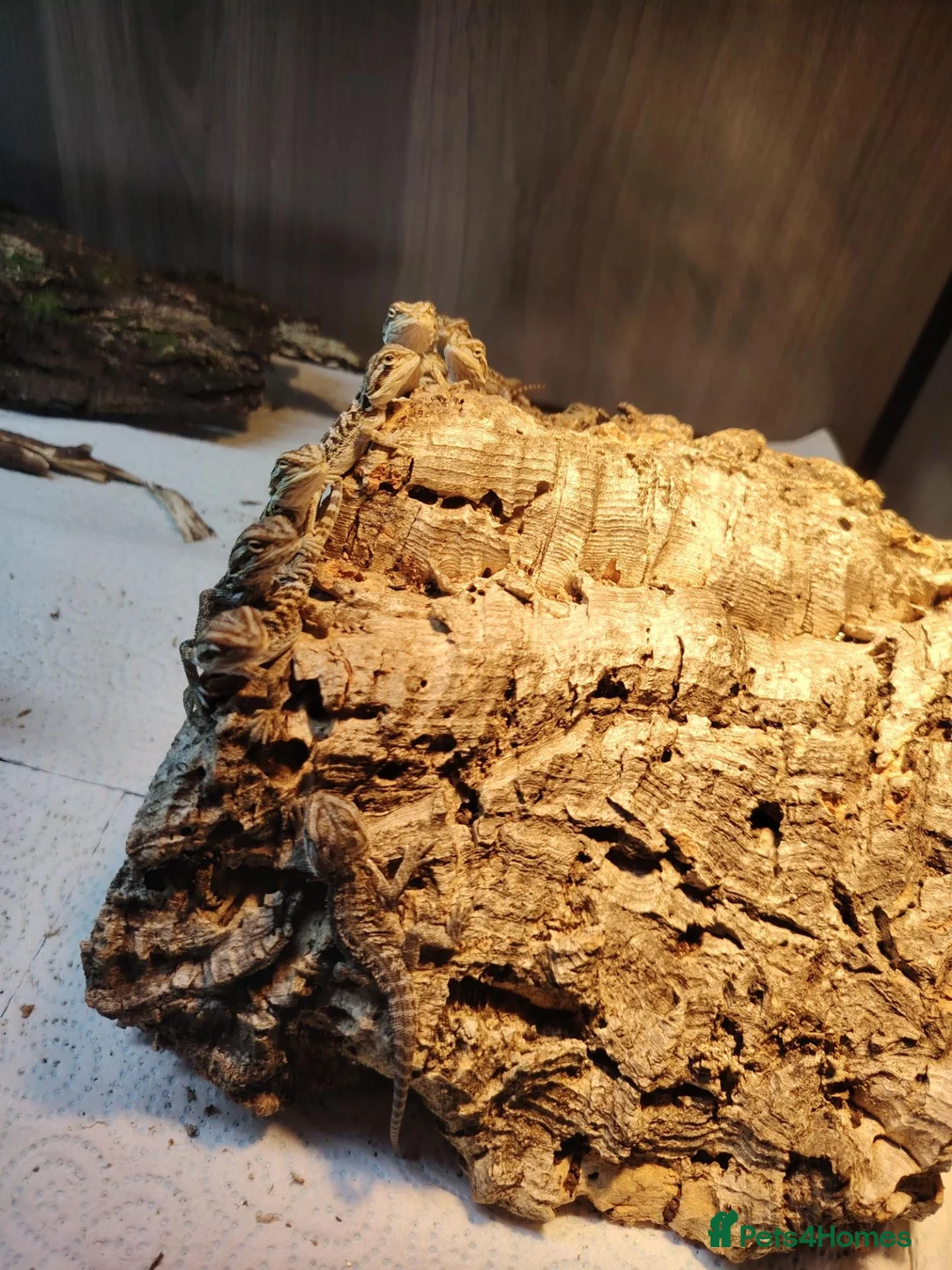 Bearded Dragon reptiles for sale: Baby Bearded Dragons - Advert 2
