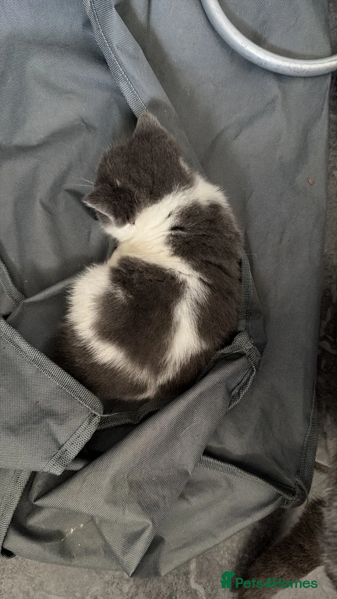 British Shorthair cats for sale: BI COLOURED BRITISH SHORTHAIR KITTENS - Advert 10