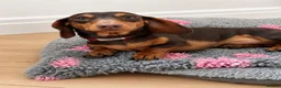 Miniature Dachshund dogs for stud: KC REG STUD, free ovulation test with fee  - Advert 4