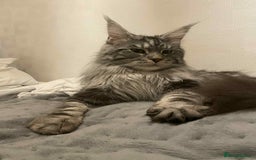 Maine Coon cats for stud: Stud Maine coon  - Advert 1