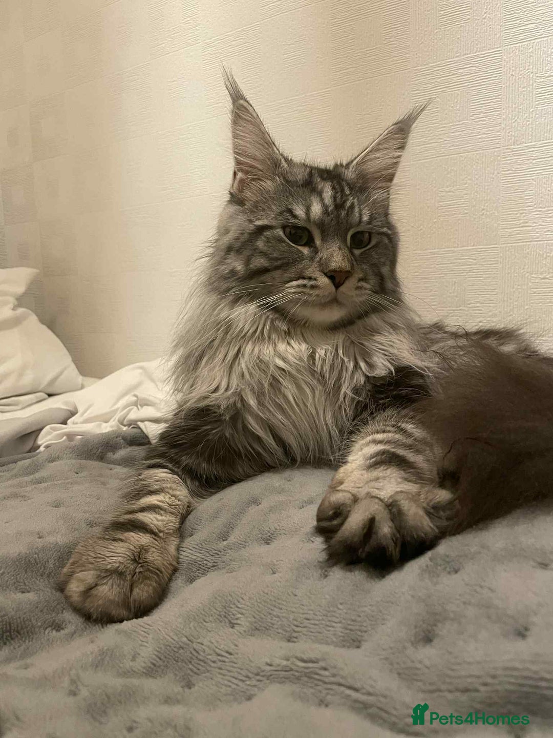 Maine Coon cats for stud: Stud Maine coon  - Advert 1