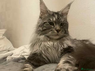 Maine Coon cats Stud Maine coon - Advert 13