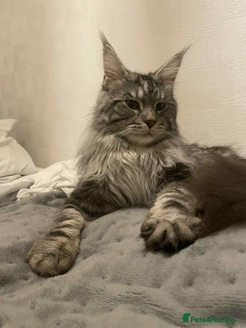 Maine Coon cats Stud Maine coon - Advert 2