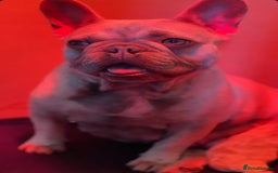 French Bulldog dogs for sale: Quality lilac Merle French bulldogs  - Image 9