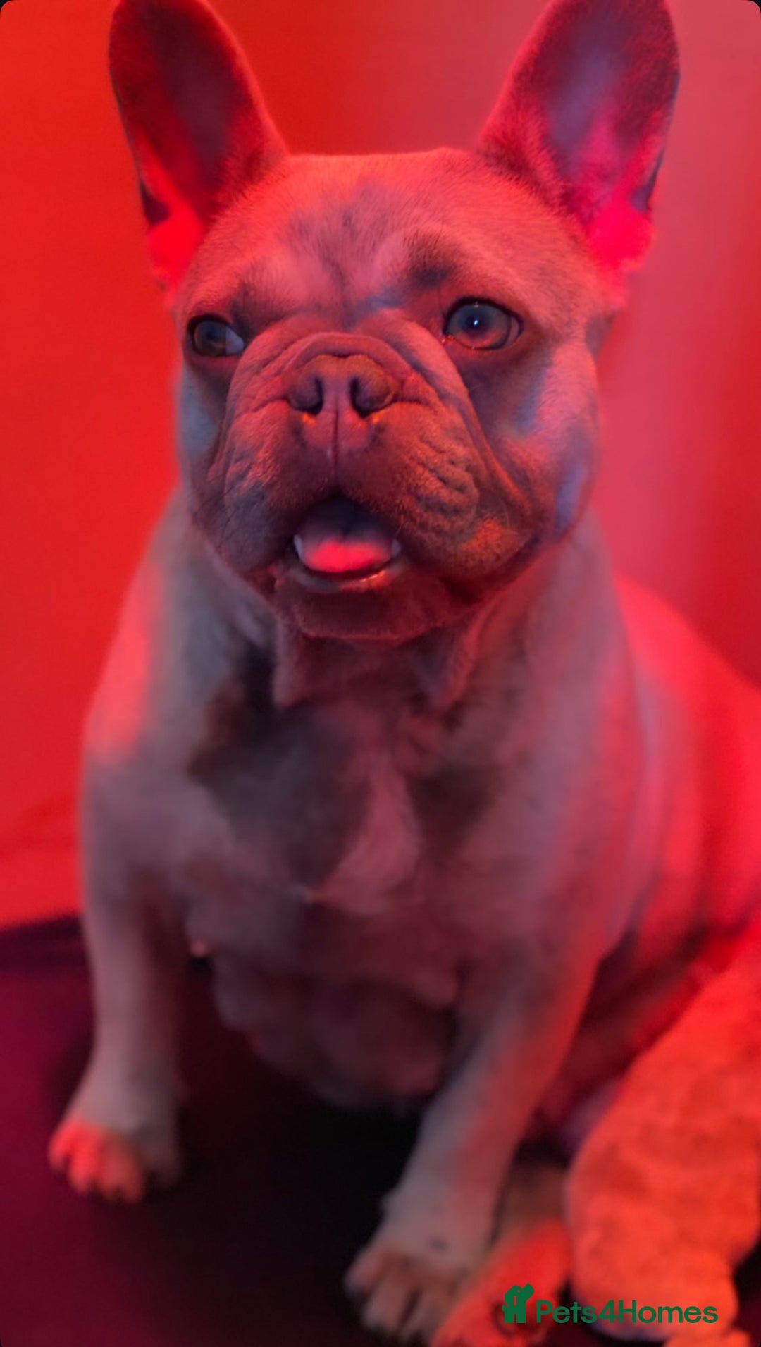French Bulldog dogs for sale: Quality lilac Merle French bulldogs  - Image 9