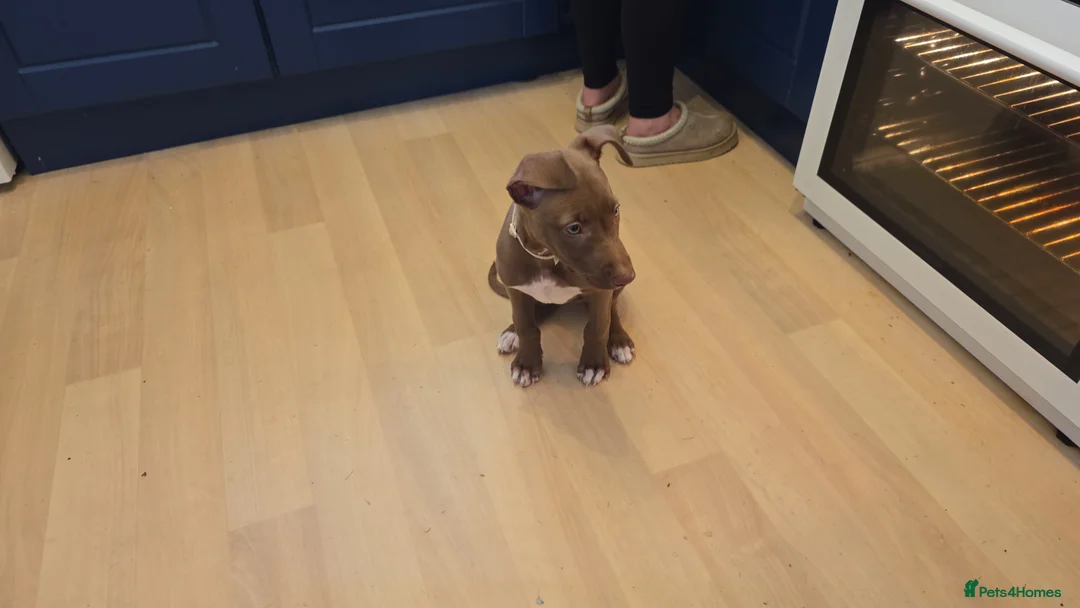 Mixed Breed dogs for sale: Tia lurcher /staff in Kingston upon Thames - Advert 5