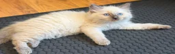 Ragdoll cats for sale: 🐾 Ragdoll Kittens 🐾 - Advert 22