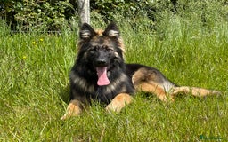 German Shepherd dogs for sale: GERMAN SHEPHERD LONG COATED PUPPIES - Image 14