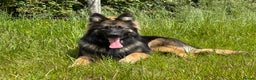 German Shepherd dogs for sale: GERMAN SHEPHERD LONG COATED PUPPIES - Advert 14