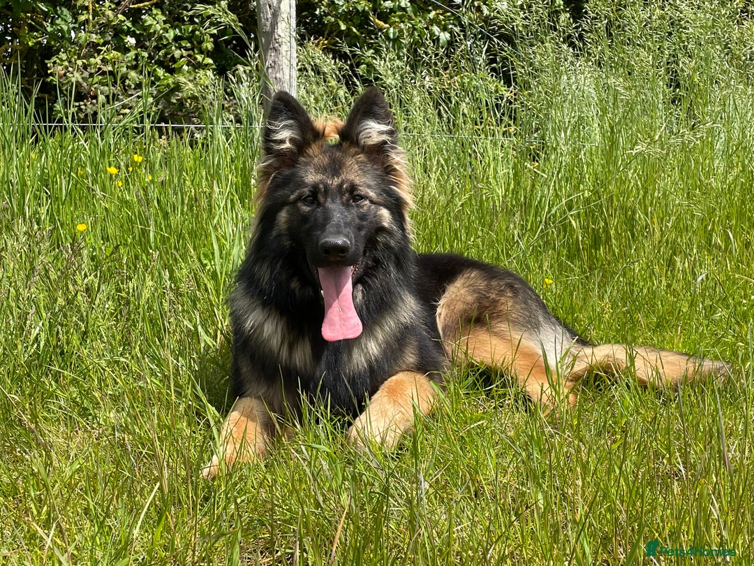 German Shepherd dogs for sale: GERMAN SHEPHERD LONG COATED PUPPIES - Image 14