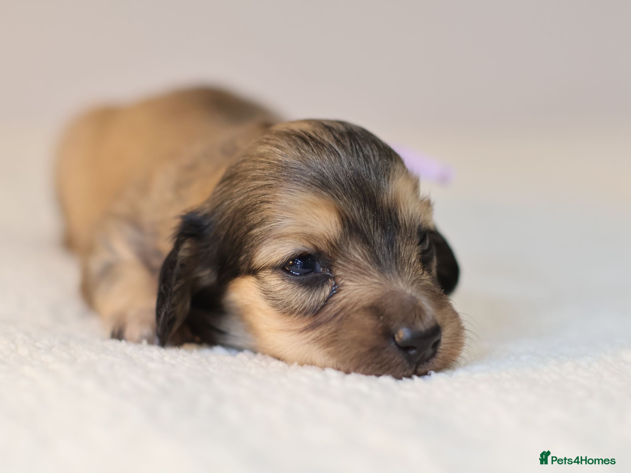 Miniature Dachshund dogs 5*Licensed+CREAM+LONGHAIR+Kc+PRACLEAR+VetChecked - Advert 1