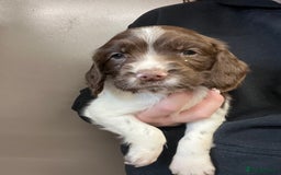 English Springer Spaniel dogs for sale: Springer Spaniel Puppies  in Crewe - Image 8