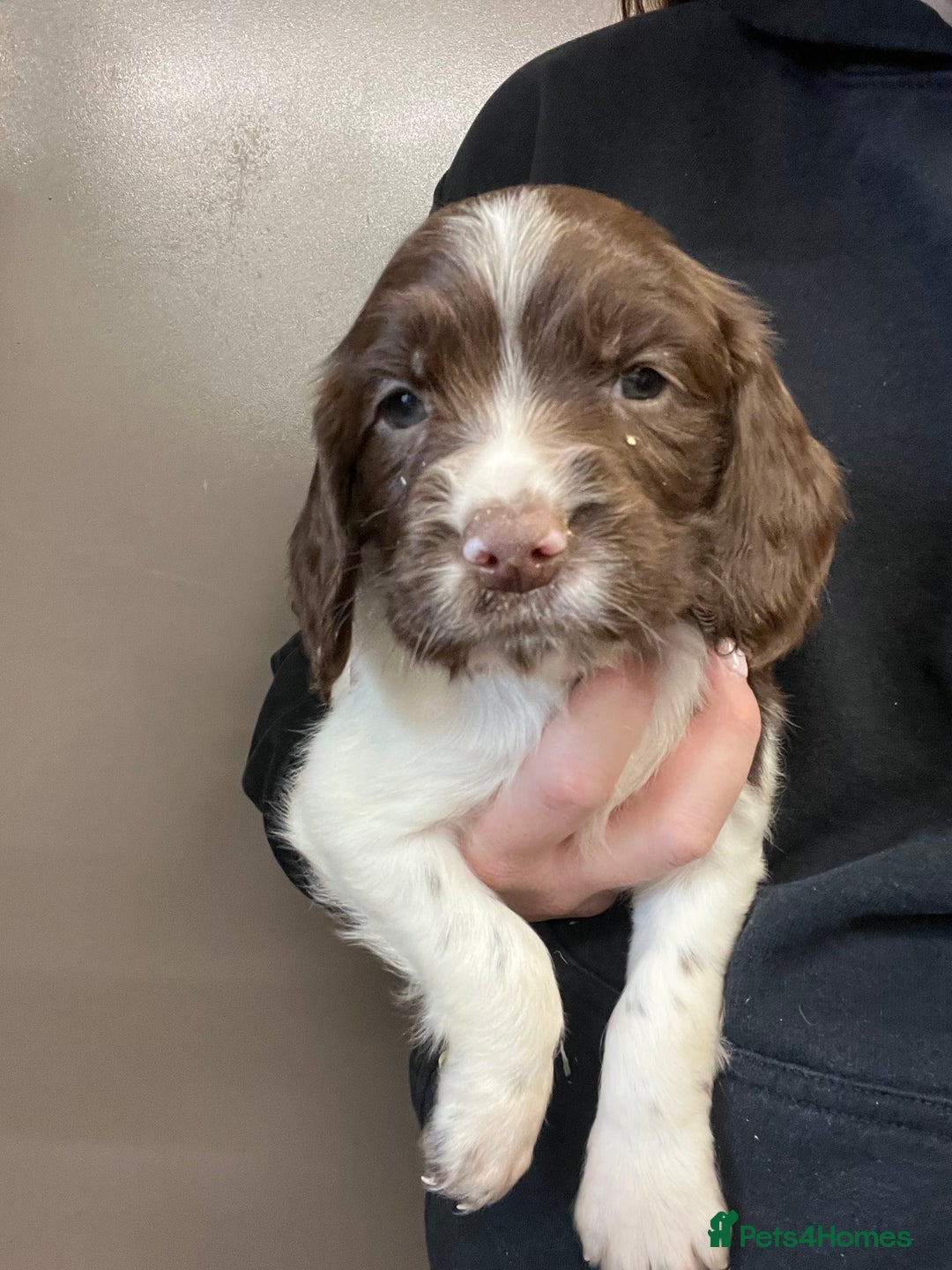 English Springer Spaniel dogs for sale: Springer Spaniel Puppies  in Crewe - Image 8