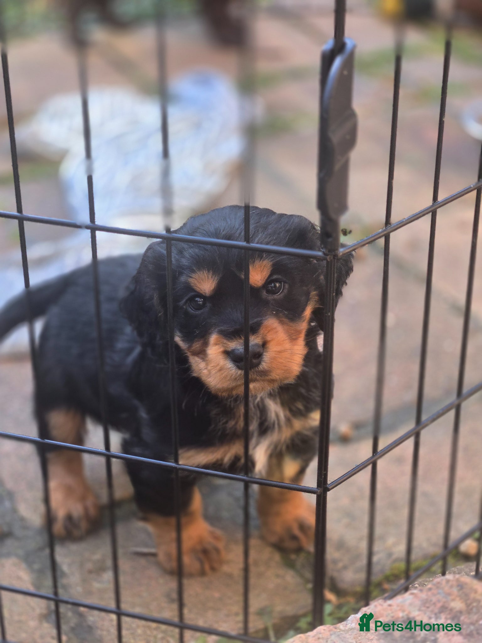 Cocker Spaniel dogs Black and tan cocker puppy   - Advert 4