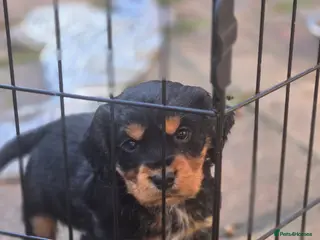 Cocker Spaniel dogs Black and tan cocker puppy - Advert 4