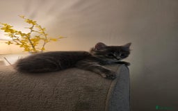 Mixed Breed cats for sale: Darcy looking for her forever home  - Image 4
