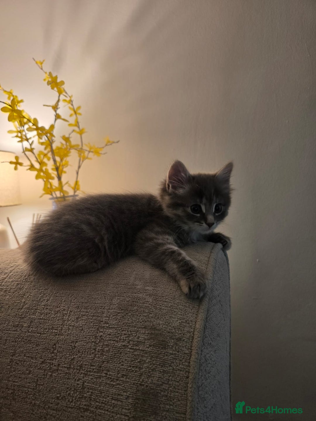 Mixed Breed cats for sale: Darcy looking for her forever home  - Image 4