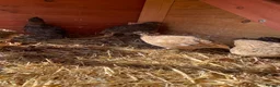 Quail poultry for sale: Quail 4 female 2 male - Advert 3