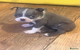 Boston Terrier dogs for sale: KC stunning chunky Boston Terriers - Image 30