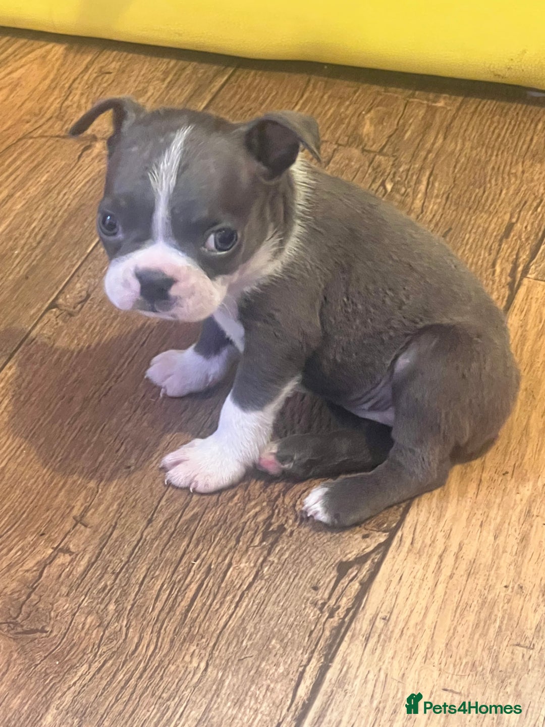 Boston Terrier dogs for sale: KC stunning chunky Boston Terriers - Image 30