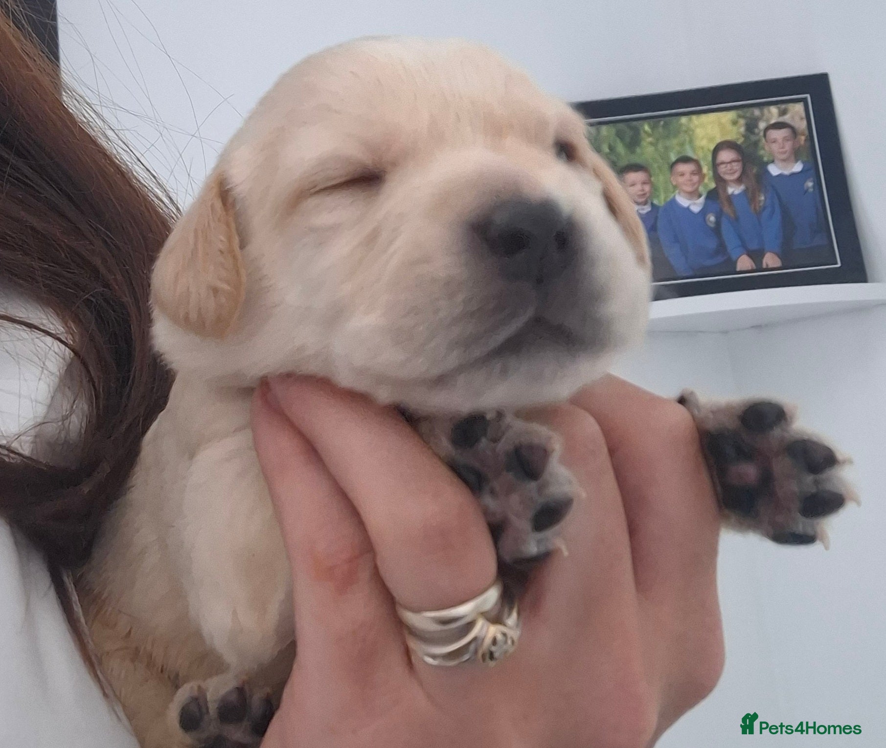 Labrador Retriever dogs **Only 1 Beautiful Boy Remaining** - Advert 1