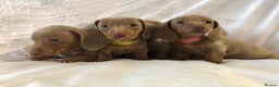 Miniature Dachshund dogs for sale: Miniature dachshund Isabella puppies  - Advert 1