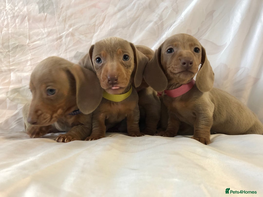 Miniature Dachshund dogs for sale: Miniature dachshund Isabella puppies  - Advert 1