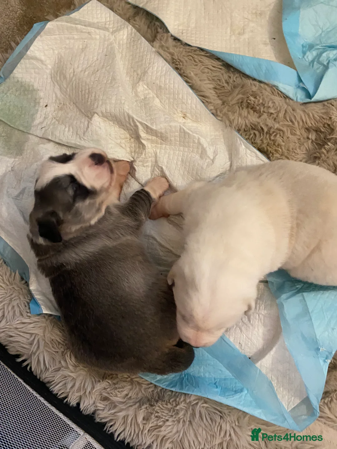 Central Asian Shepherd dogs for sale: Central Asian bitch  in Brynteg - Advert 6